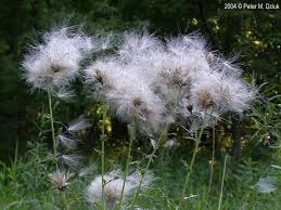 Attēlu rezultāti vaicājumam “Cirsium arvense flower”