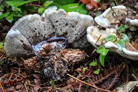 Attēlu rezultāti vaicājumam “Hydnellum sp.”