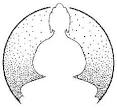 Buddhist Dharma Teachings