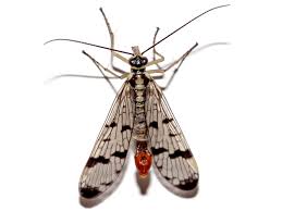 Attēlu rezultāti vaicājumam “Panorpa communis imago”