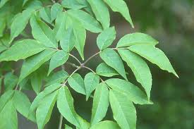 Attēlu rezultāti vaicājumam “Fraxinus”