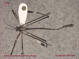 Attēlu rezultāti vaicājumam “Ptychoptera sp.”