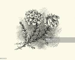 Attēlu rezultāti vaicājumam “Erica tetralix leaf”