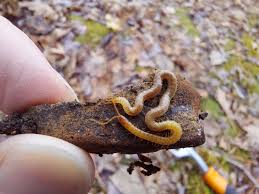 Attēlu rezultāti vaicājumam “Geophilidae”