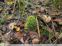 Attēlu rezultāti vaicājumam “Oxyrrhynchium hians var. rigidum”