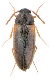 Attēlu rezultāti vaicājumam “Tetratomidae”