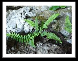 Attēlu rezultāti vaicājumam “Atrichum flavisetum”