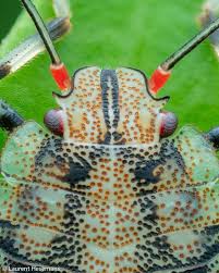 Attēlu rezultāti vaicājumam “Coreus marginatus imago”