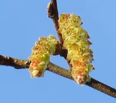 Attēlu rezultāti vaicājumam “Carpinus betulus female flower”