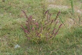 Attēlu rezultāti vaicājumam “Odontites vulgaris”