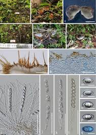 Attēlu rezultāti vaicājumam “Humaria hemisphaerica”