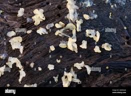 Attēlu rezultāti vaicājumam “Calocera pallidospathulata”