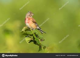 Attēlu rezultāti vaicājumam “Carduelis cannabina male”