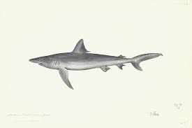 Image result for Carcharhinus plumbeus