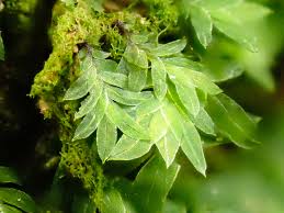 Attēlu rezultāti vaicājumam “Fissidens bryoides sporophyte”