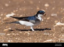 Attēlu rezultāti vaicājumam “Delichon urbicum adult”