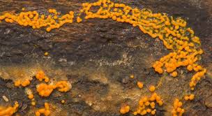 Attēlu rezultāti vaicājumam “Physarum psittacinum”