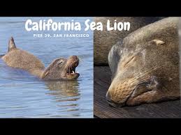 Image result for Zalophus californianus