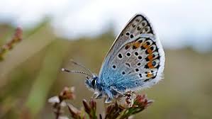 Attēlu rezultāti vaicājumam “Plebejus argus male”