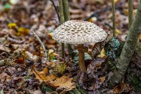 Attēlu rezultāti vaicājumam “Amanita strobiliformis”