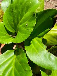 Attēlu rezultāti vaicājumam “Bergenia crassifolia”