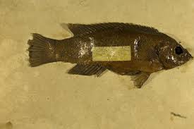 Image result for Tautogolabrus adspersus