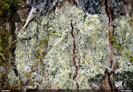 Attēlu rezultāti vaicājumam “Lecanora conizaeoides”