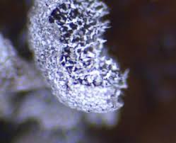 Attēlu rezultāti vaicājumam “Physarum straminipes”