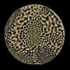 Attēlu rezultāti vaicājumam “Physarum orbis”