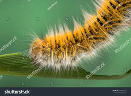 Attēlu rezultāti vaicājumam “Lasiocampa trifolii”