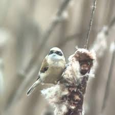 Attēlu rezultāti vaicājumam “Remiz pendulinus adult”