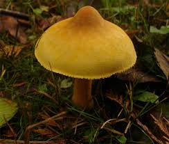 Attēlu rezultāti vaicājumam “Phaeolepiota aurea”