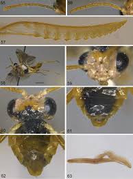 Attēlu rezultāti vaicājumam “Tischeria complanella larva”