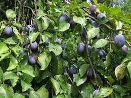 Attēlu rezultāti vaicājumam “Prunus domestica subsp. insitita fruit”