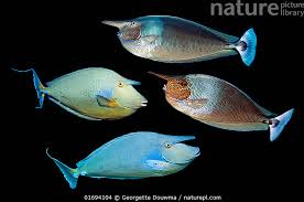 Image result for Naso unicornis