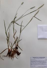 Attēlu rezultāti vaicājumam “Phleum pratense”