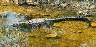 Image result for Alligator mississippiensis