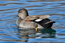 Attēlu rezultāti vaicājumam “Anas strepera”