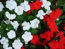 Image result for Impatiens walleriana