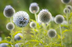 Image result for Echinops spaerocephalus