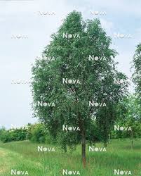 Attēlu rezultāti vaicājumam “Populus simonii”