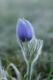 Attēlu rezultāti vaicājumam “Pulsatilla patens bud”