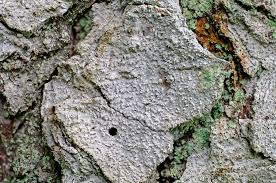 Attēlu rezultāti vaicājumam “Lecanactis abietina”