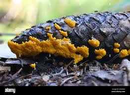 Attēlu rezultāti vaicājumam “Physarum virescens macro”