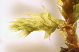 Attēlu rezultāti vaicājumam “Antitrichia curtipendula”