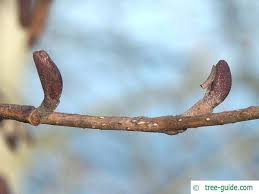 Attēlu rezultāti vaicājumam “Alnus glutinosa bud”