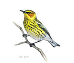 Image result for Dendroica tigrina