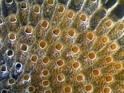 Attēlu rezultāti vaicājumam “Bryozoa”