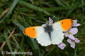 Attēlu rezultāti vaicājumam “Anthocharis cardamines”
