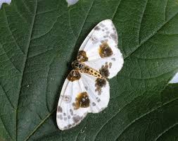 Attēlu rezultāti vaicājumam “Abraxas sylvata”